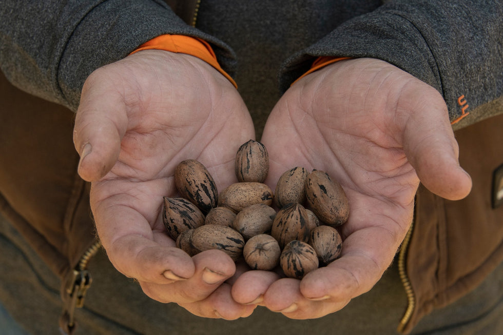 Handful of Texas Pecans 