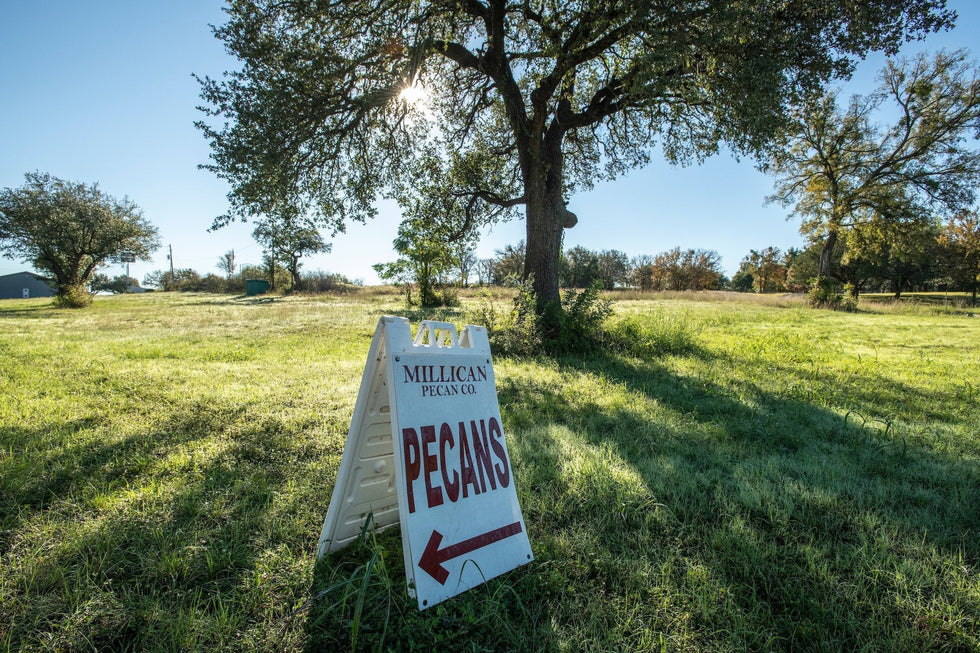 Where are pecans near me