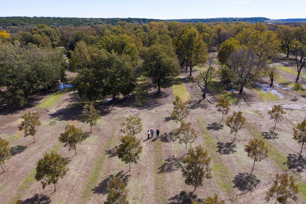 Where do the best pecans come from