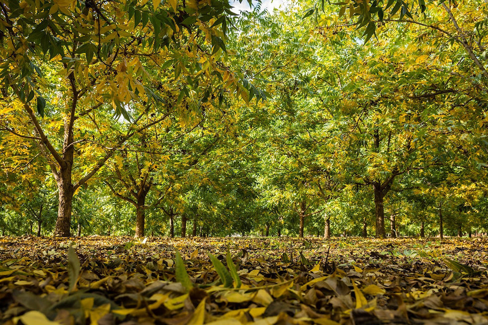 Are Organic Pecans Available?  FAQ