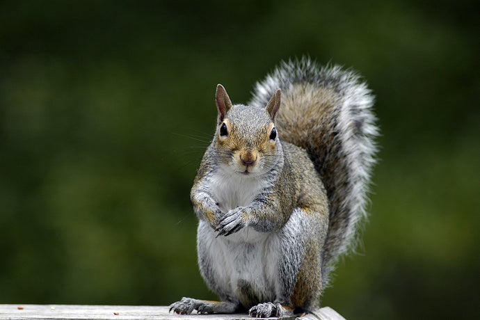 Are Pecans Good For Squirrels