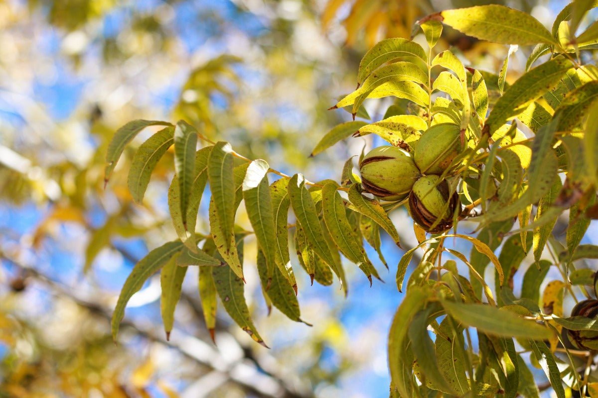pecans low fodmap