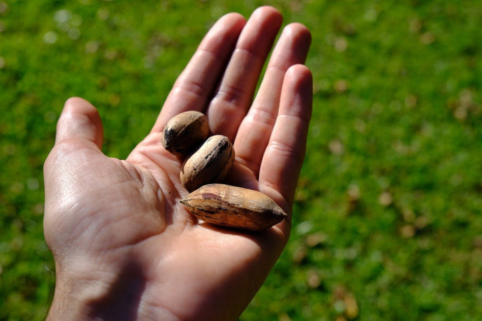 Person holding pecans after harvesting them from a pecan branch