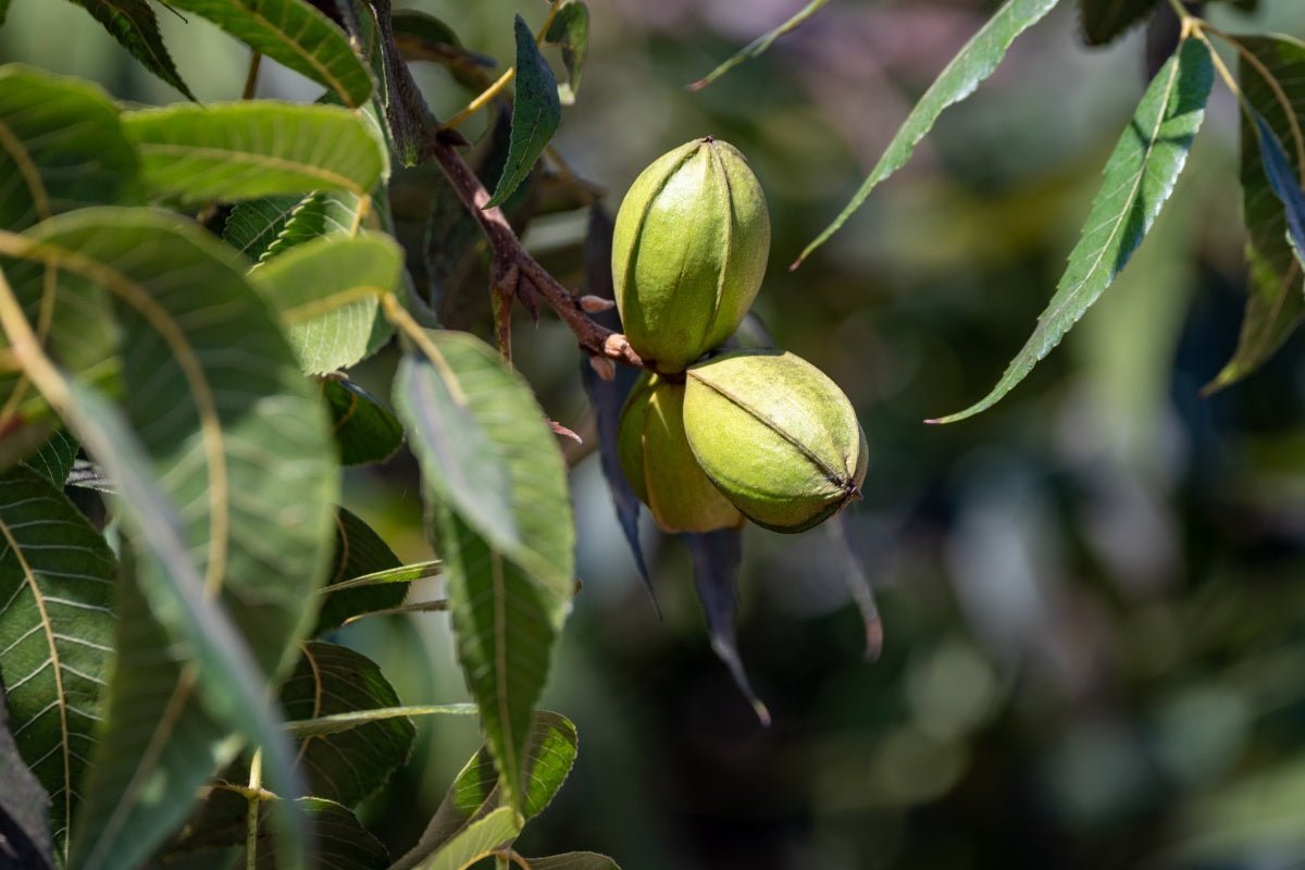 are pecans keto friendly