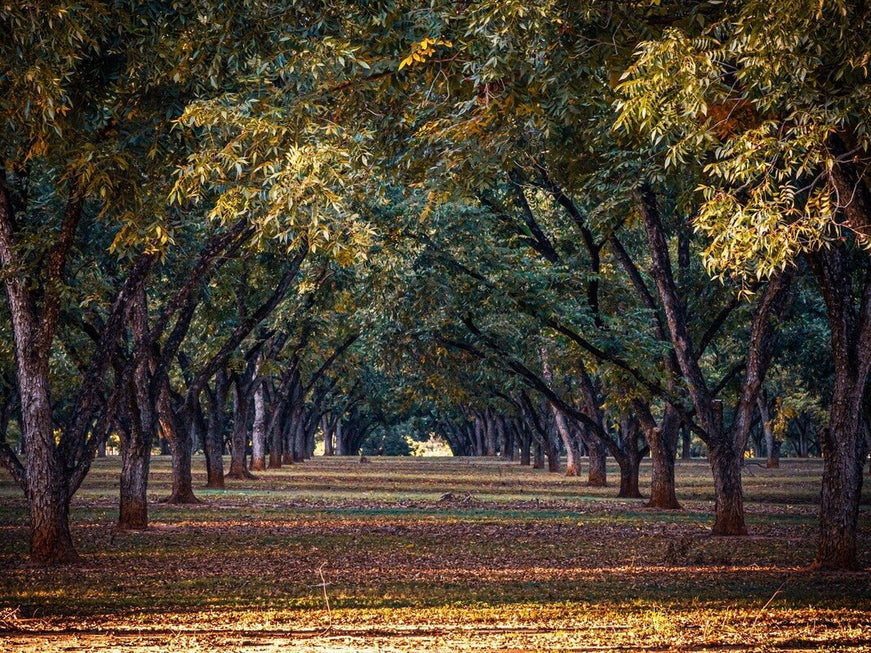 pecan tree orchard in the fall to show when pecans start falling