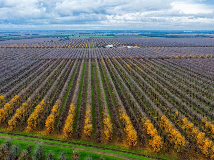 aerial view of a pecan orchard to showcase when are pecans ready to eat