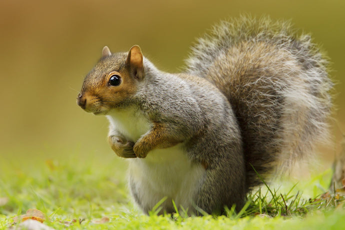 How do you keep Squirrels from eating Pecans?