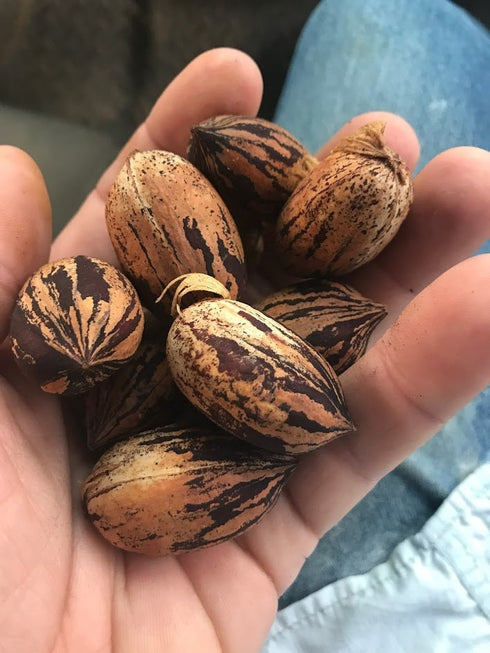 Pecan Nuts in the shell for sale