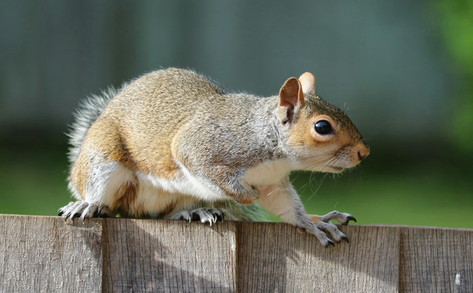 Healthy Squirrel Diet: Key Tips for Proper Nutrition