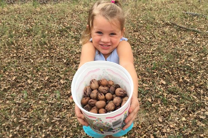 Picking pecans on our family outing bucket of pecans
