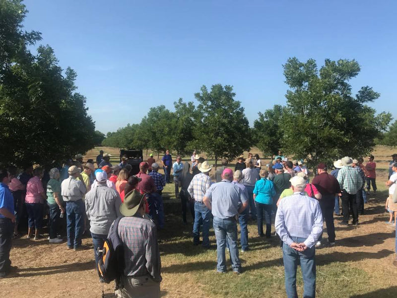 san saba pecan field day