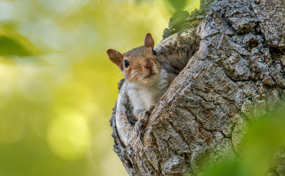 Squirrel looking for Food