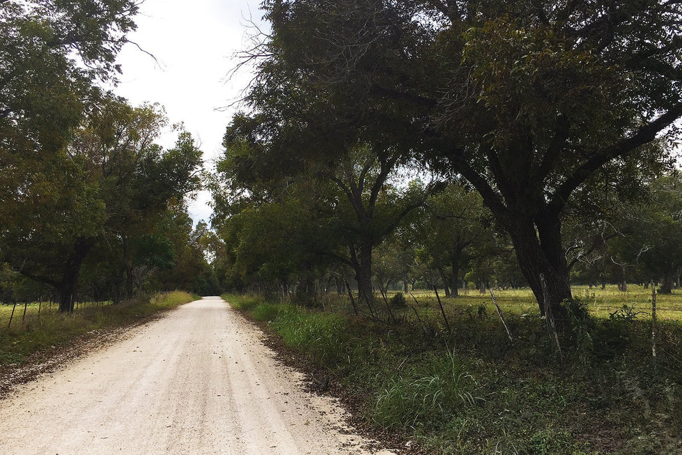 Walk through the pecan orchards on our pecan farm