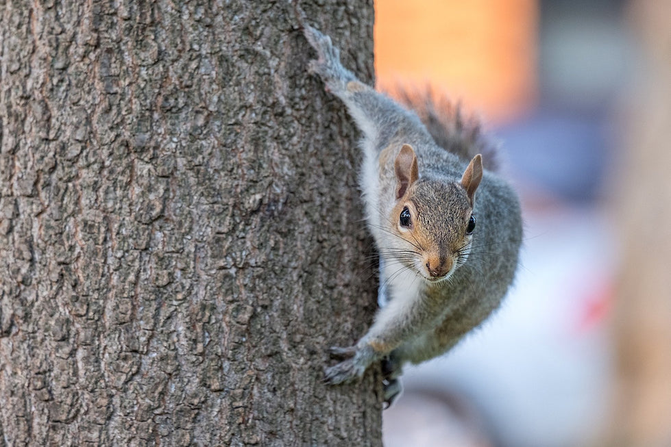 What do you feed a baby squirrel?