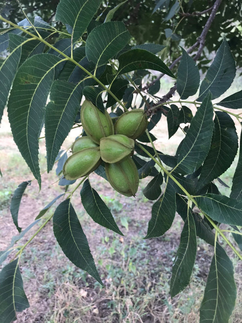 pecan clusters in Texas