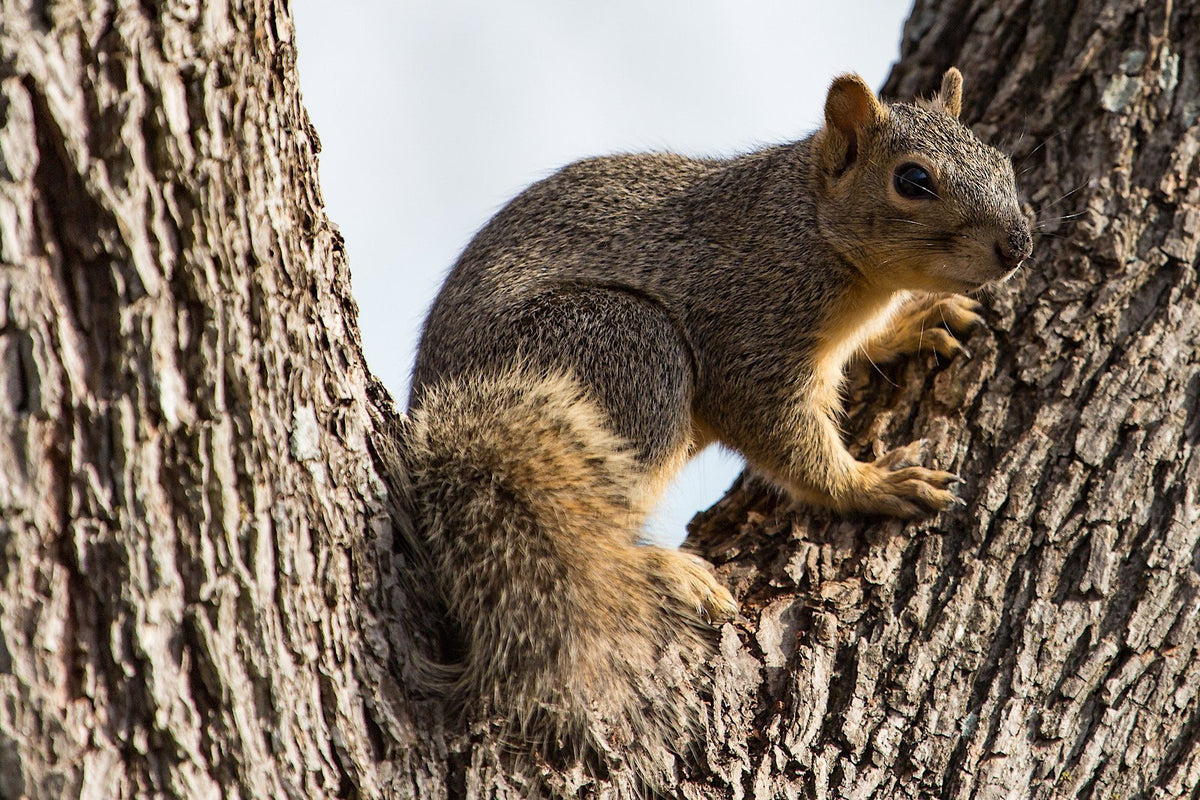 What Nuts Are Good for Squirrels? | Nuts to Feed Squirrels : Millican Pecan