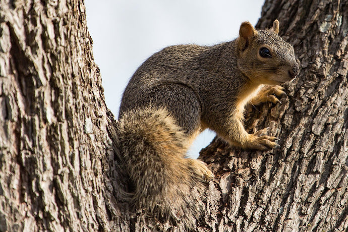 What Nuts Are Good For Squirrels
