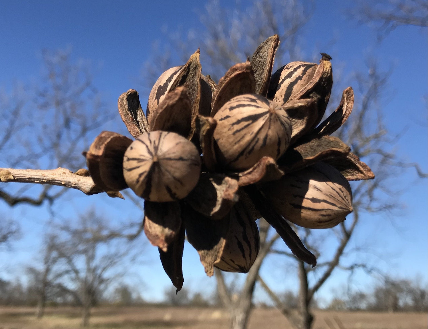 Where do pecans grow?