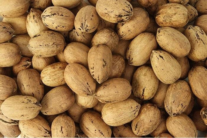 Pecan Shell Color Pecans – Shelled, Halves, In Shell & Bulk | Millican Pecan Co