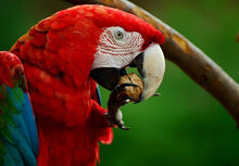 Load image into Gallery viewer, Texas Macaw Parrot Food Nuts