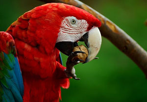 Texas Macaw Parrot Food Nuts