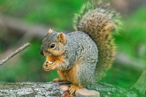 Millican Pecan - Feeding Squirrels Pecan Nuts